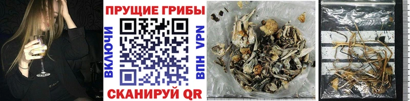 сколько стоит  Лысьва  Галлюциногенные грибы Psilocybe 